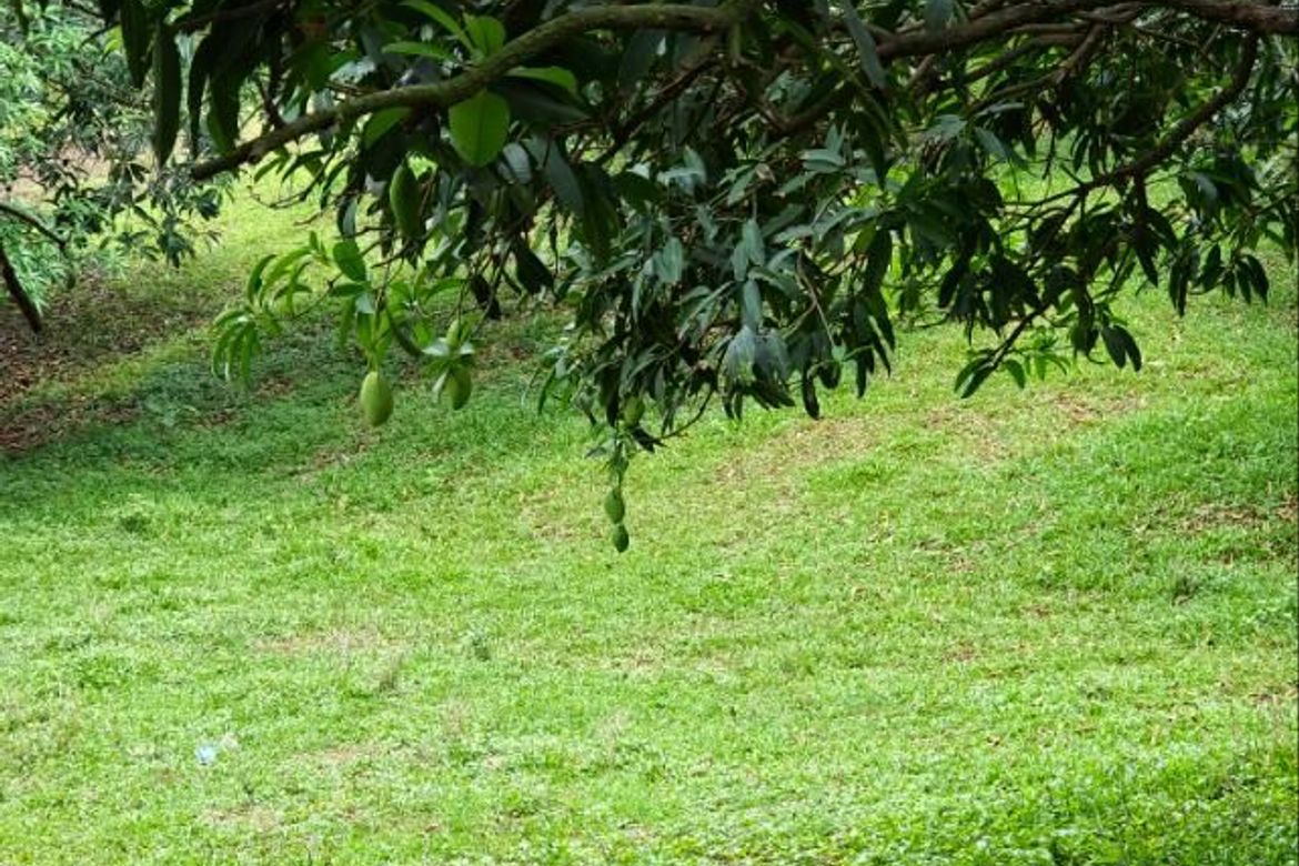 Land for Sale in San Jose, Antipolo, Rizal – photo 2