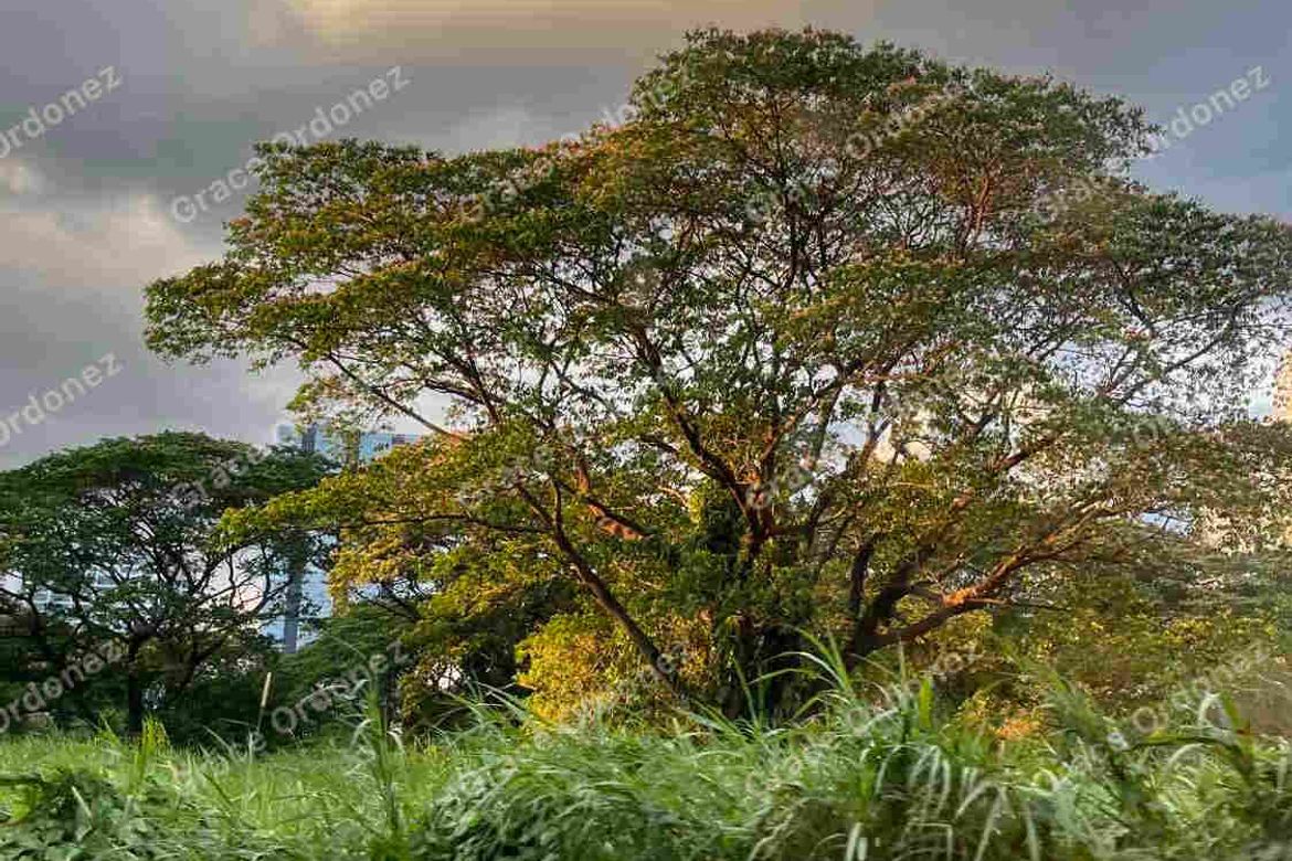 Land for Sale in San Jose, Antipolo, Rizal – photo 3