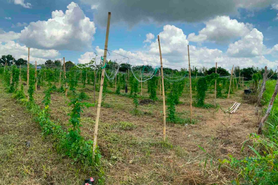 Land for Sale in San Jose, Calamba, Laguna