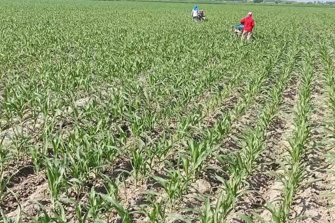 Land for Sale in San Jose, San Antonio, Nueva Ecija – photo 4