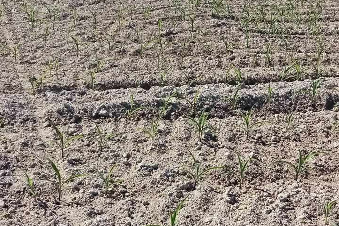 Land for Sale in San Jose, San Antonio, Nueva Ecija – photo 6