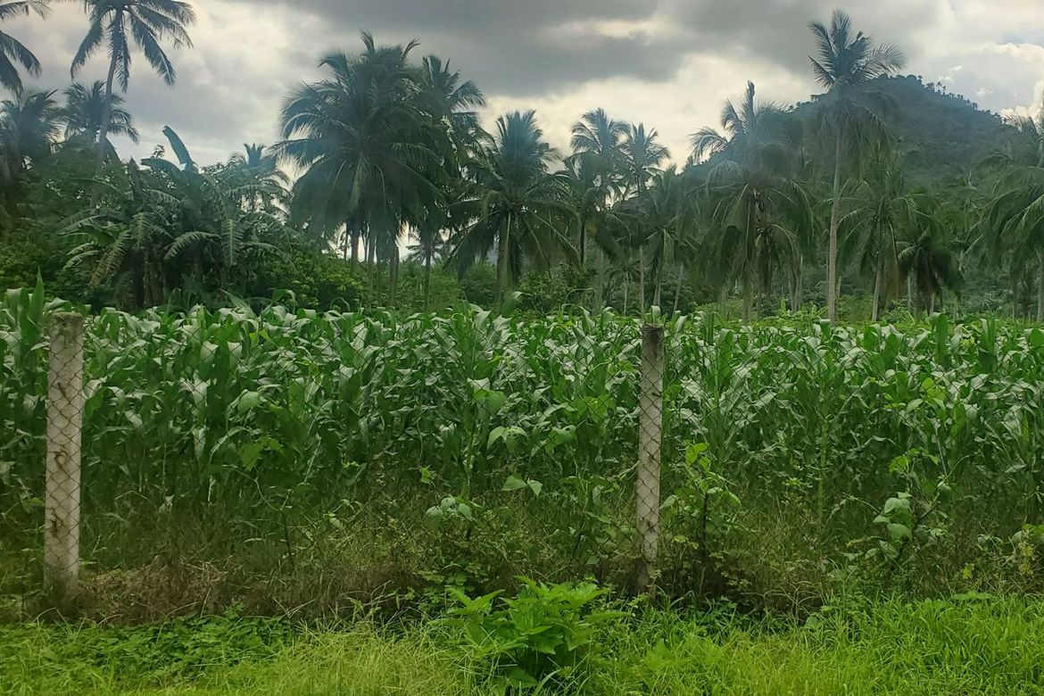 Land for Sale in San Marcos, San Pablo, Laguna – photo 4