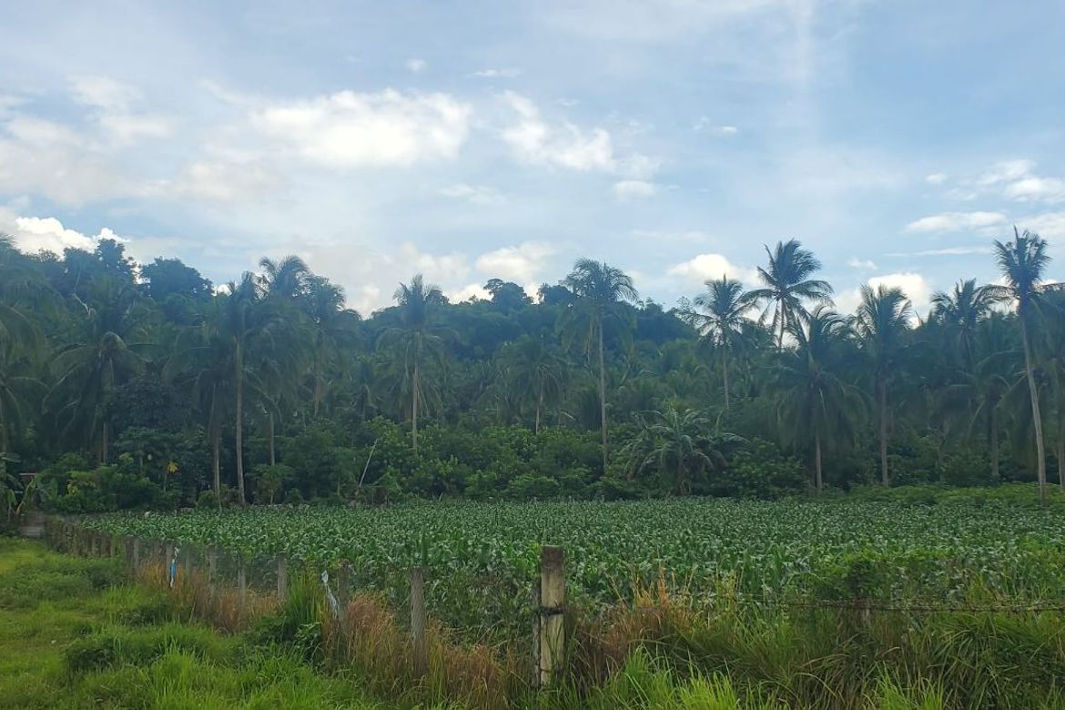 Land for Sale in San Marcos, San Pablo, Laguna – photo 6