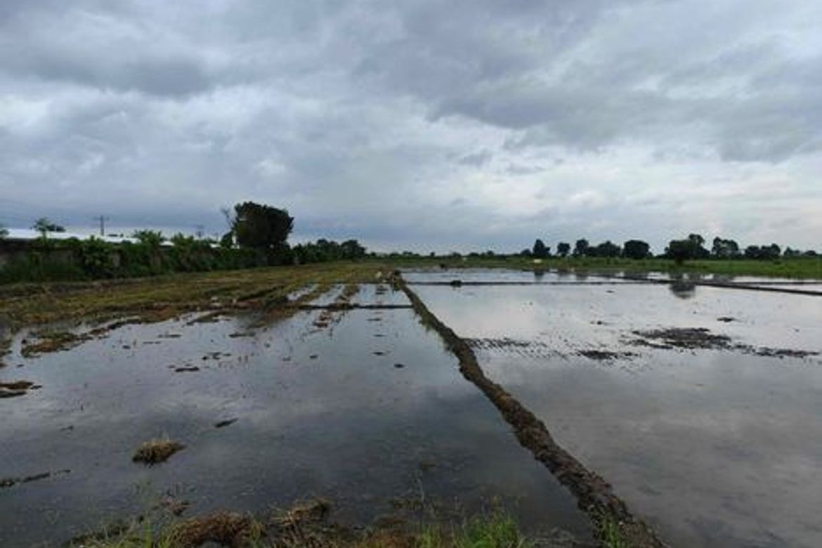 Land for Sale in San Nicolas, Concepcion, Tarlac – photo 5