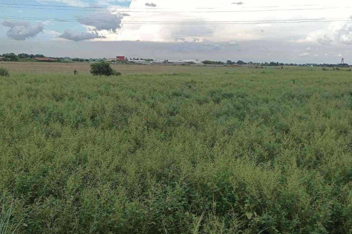 Land for Sale in San Nicolas, Concepcion, Tarlac – photo 2