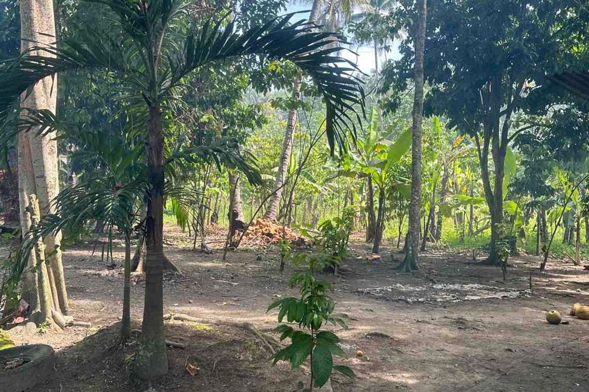 Land for Sale in San Nicolas, Panabo, Davao del Norte – photo 6