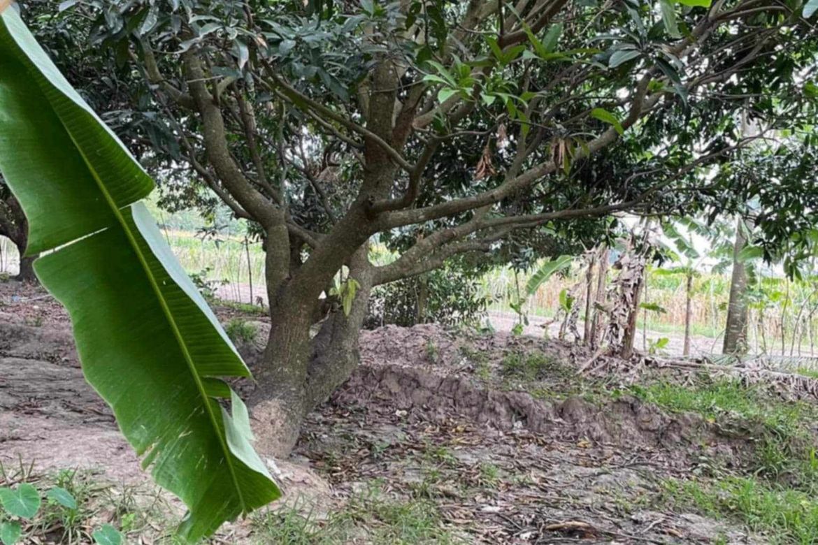 Land for Sale in San Nicolas, Tarlac, Tarlac – photo 4