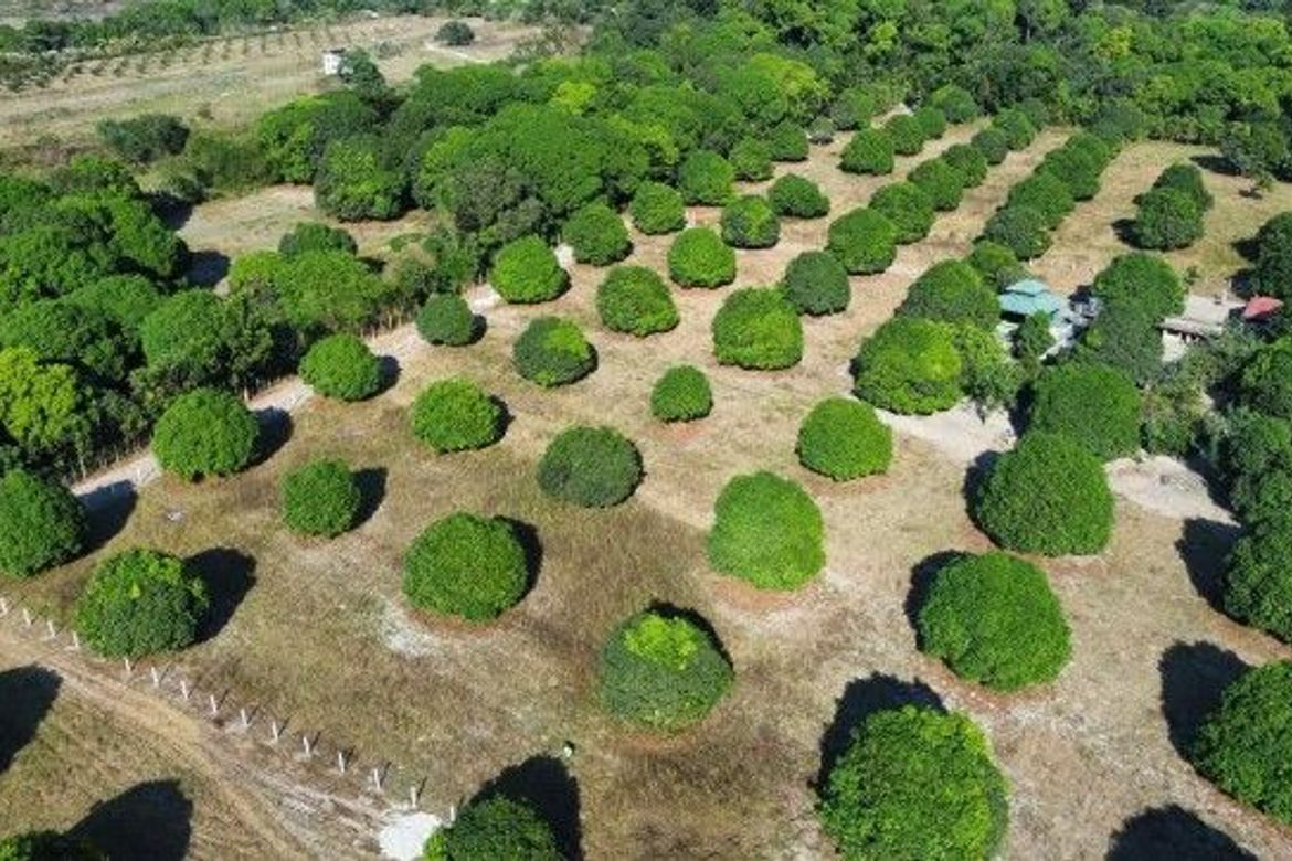 Land for Sale in San Pablo, Castillejos, Zambales – photo 4