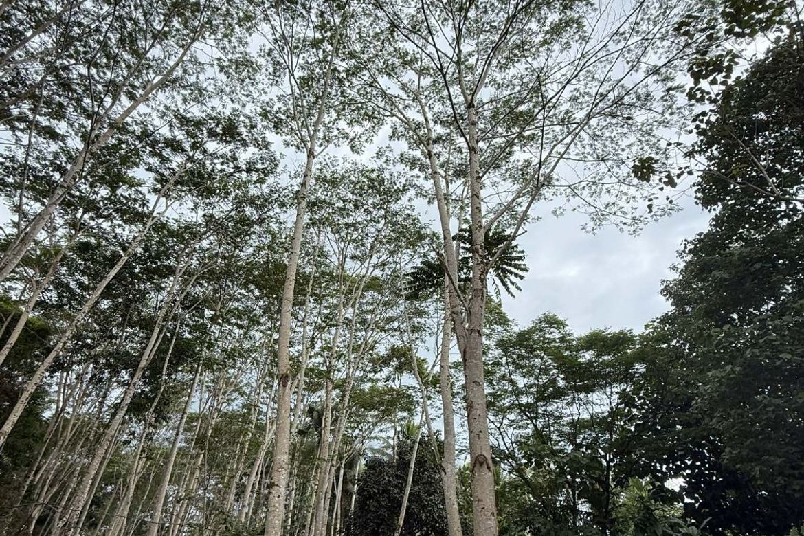 Land for Sale in San Pedro, Polanco, Zamboanga del Norte – photo 7