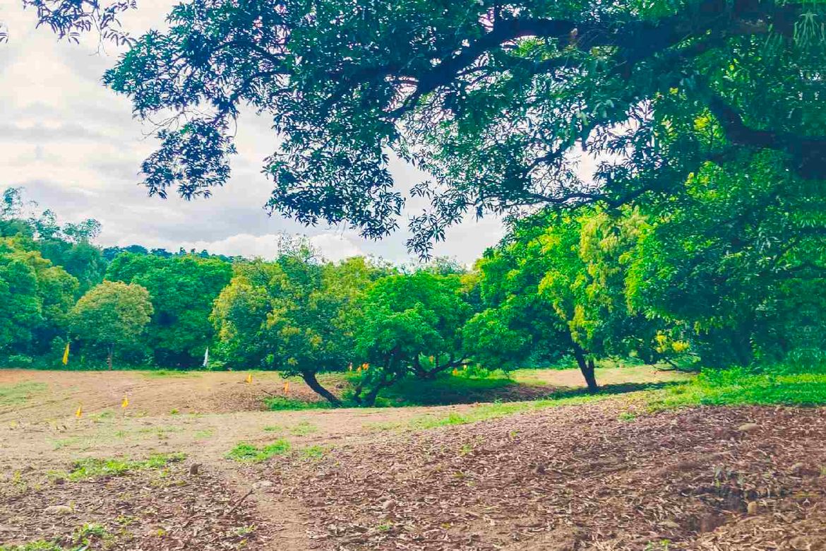 Land for Sale in San Roque, Antipolo, Rizal