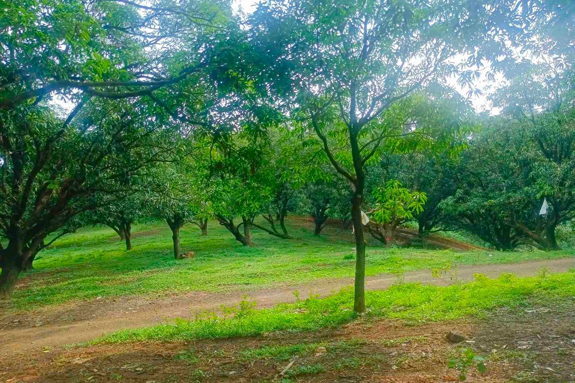 Land for Sale in San Roque, Antipolo, Rizal – photo 3