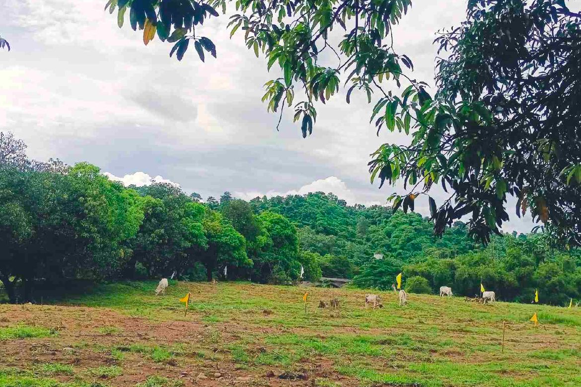Land for Sale in San Roque, Antipolo, Rizal – photo 4