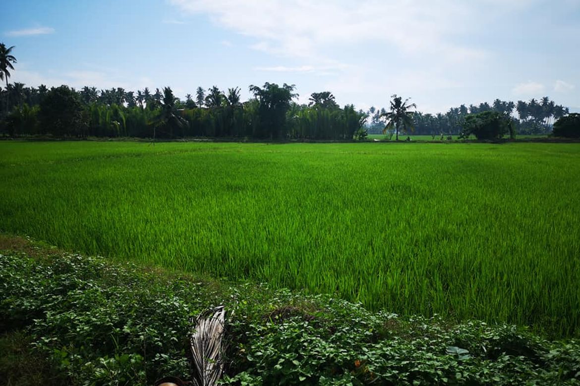 Land for Sale in San Vicente, Banaybanay, Davao Oriental – photo 4