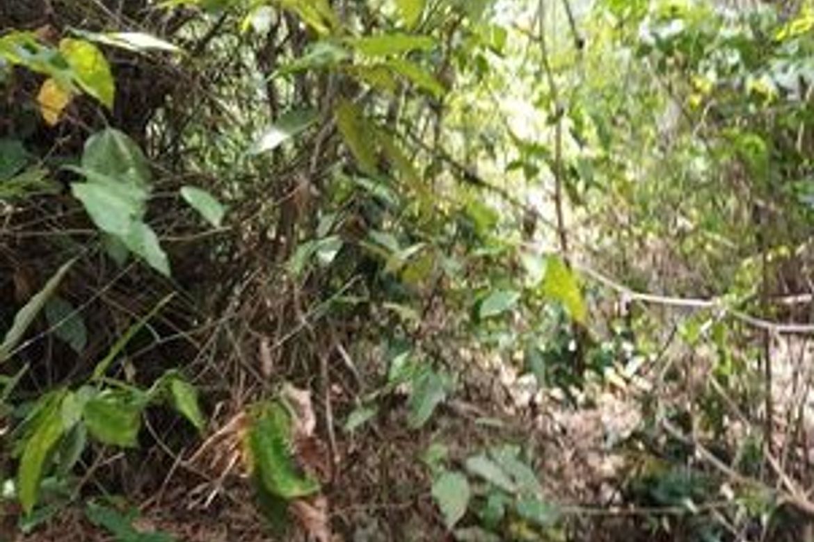 Land for Sale in San Vicente, Liloan, Cebu – photo 4