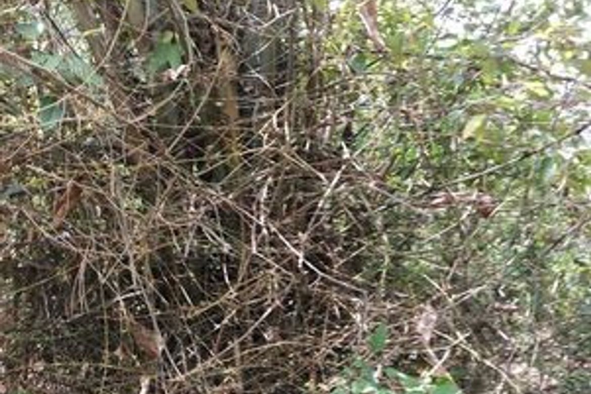 Land for Sale in San Vicente, Liloan, Cebu – photo 6