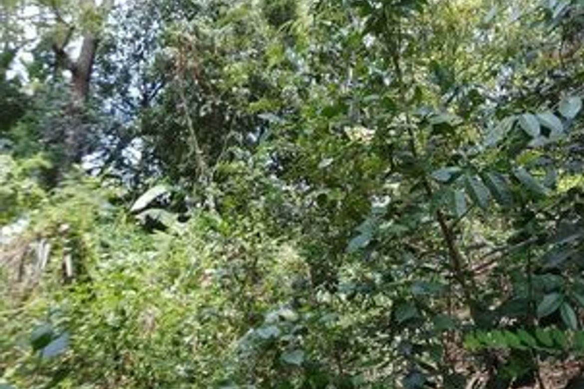 Land for Sale in San Vicente, Liloan, Cebu – photo 8