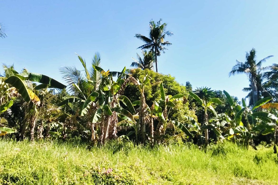 Land for Sale in San Vicente, Liloan, Cebu – photo 2