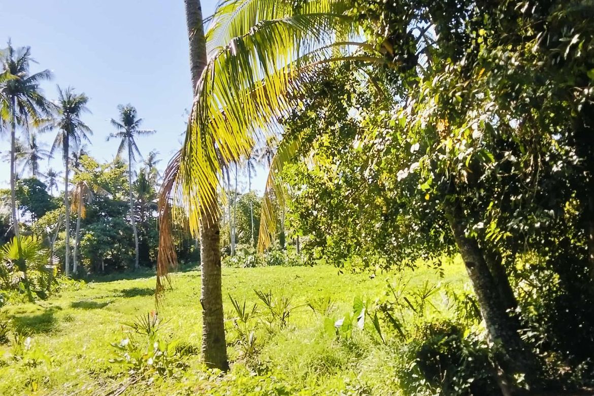 Land for Sale in San Vicente, Liloan, Cebu – photo 8