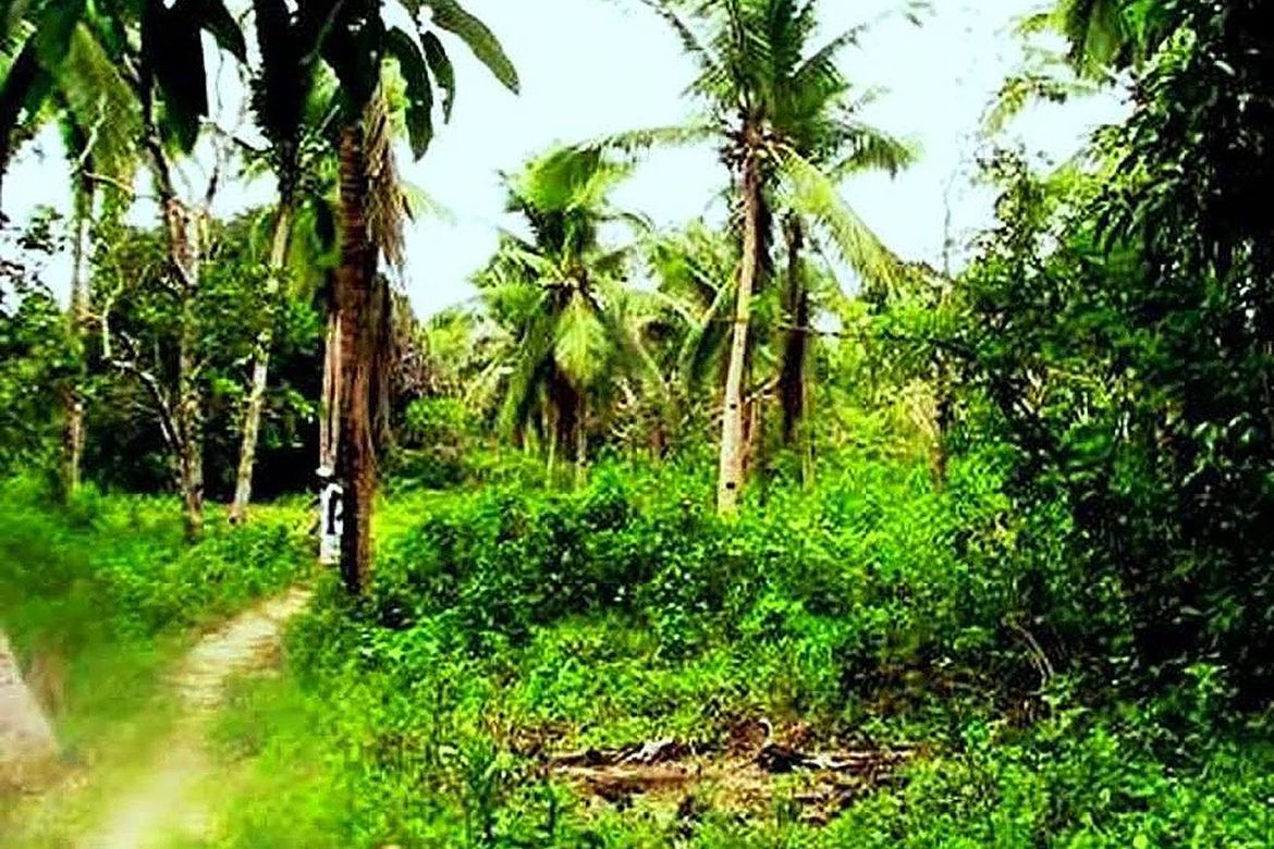 Land for Sale in Sandoval, Roxas, Palawan – photo 4