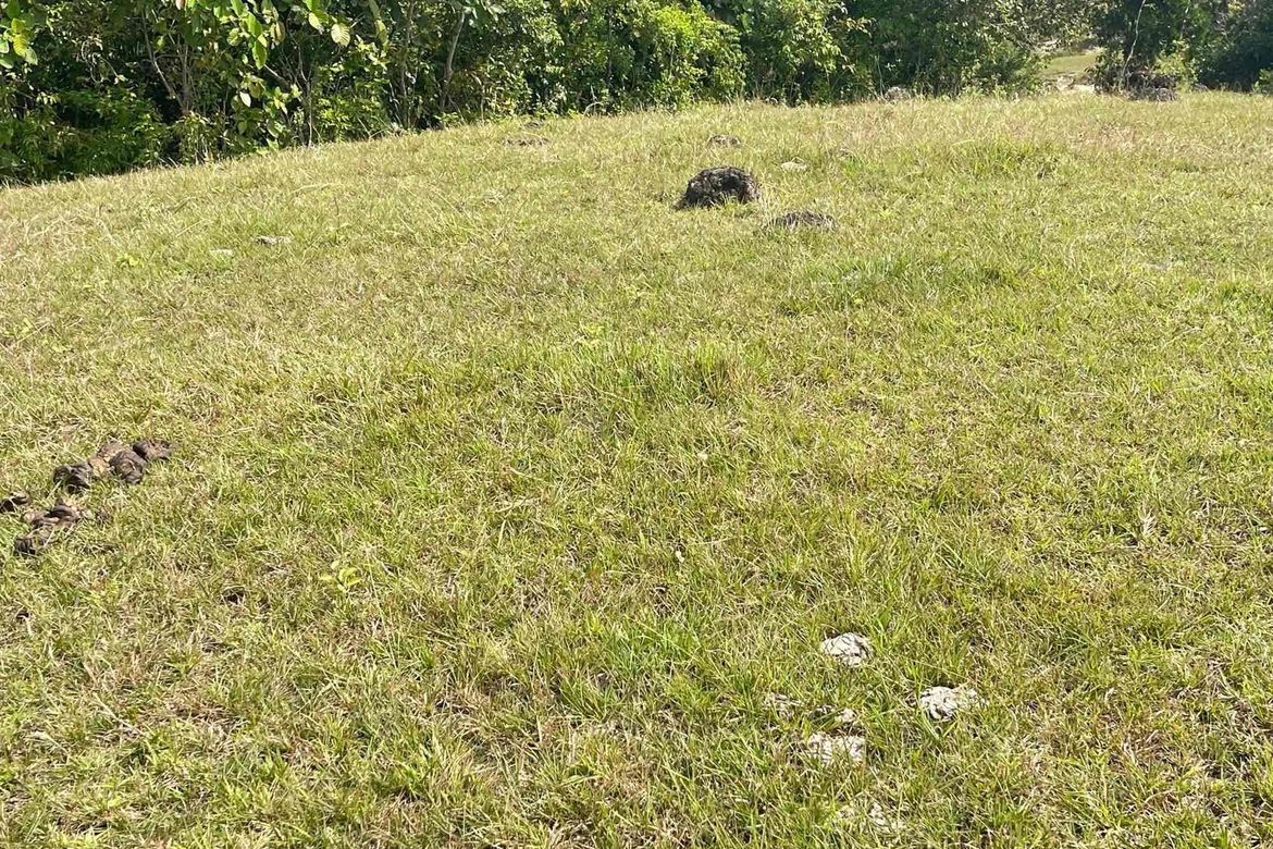 Land for Sale in Sandugan, Larena, Siquijor – photo 3