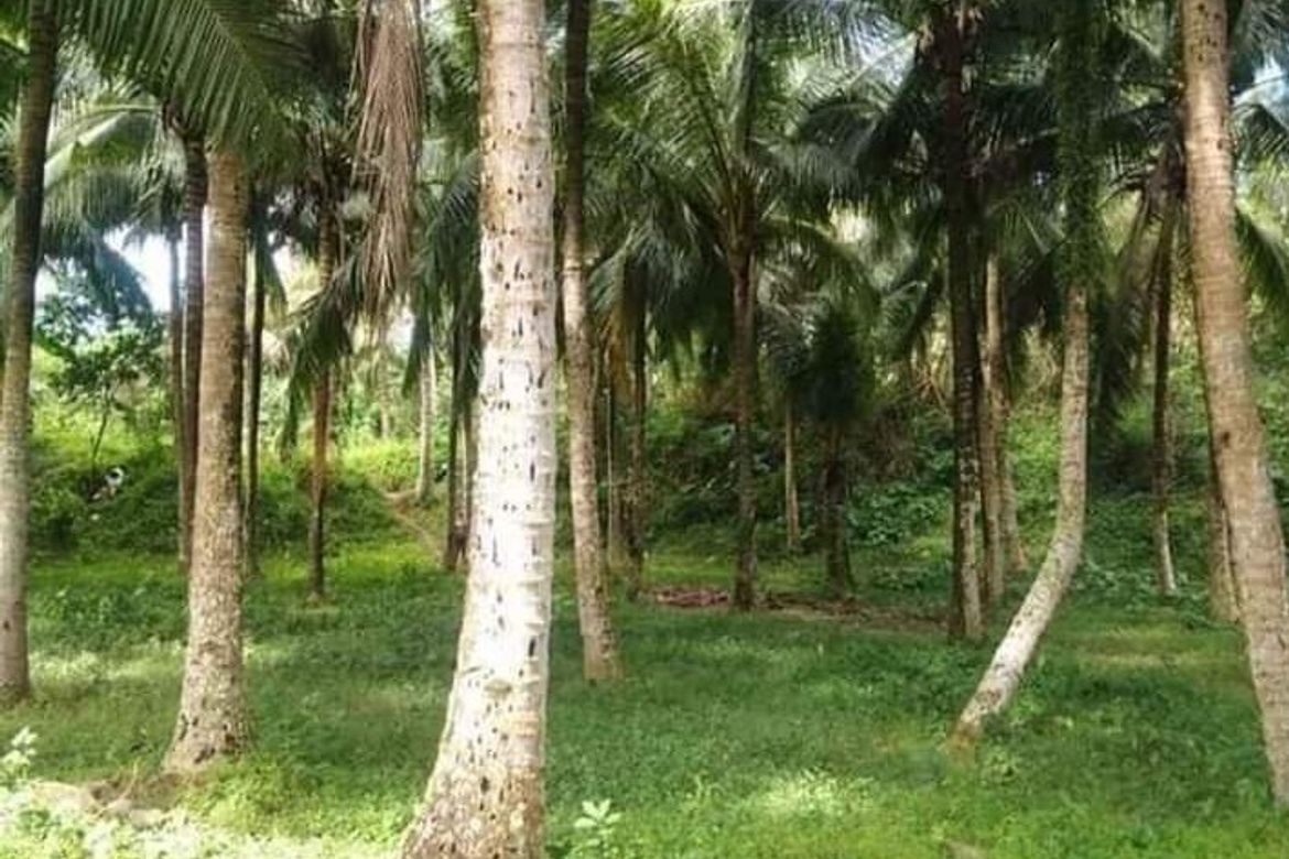 Land for Sale in Santa Ana, San Pablo, Laguna