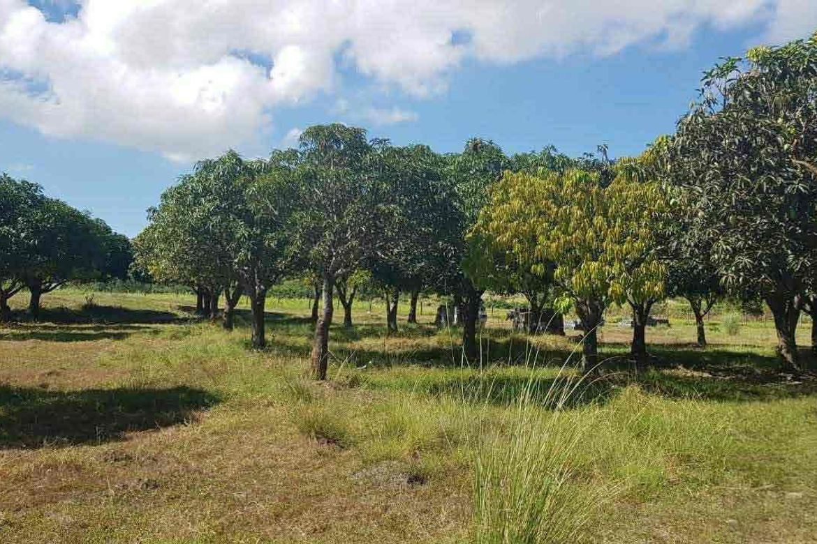 Land for Sale in Santa Cruz, Magalang, Pampanga – photo 8