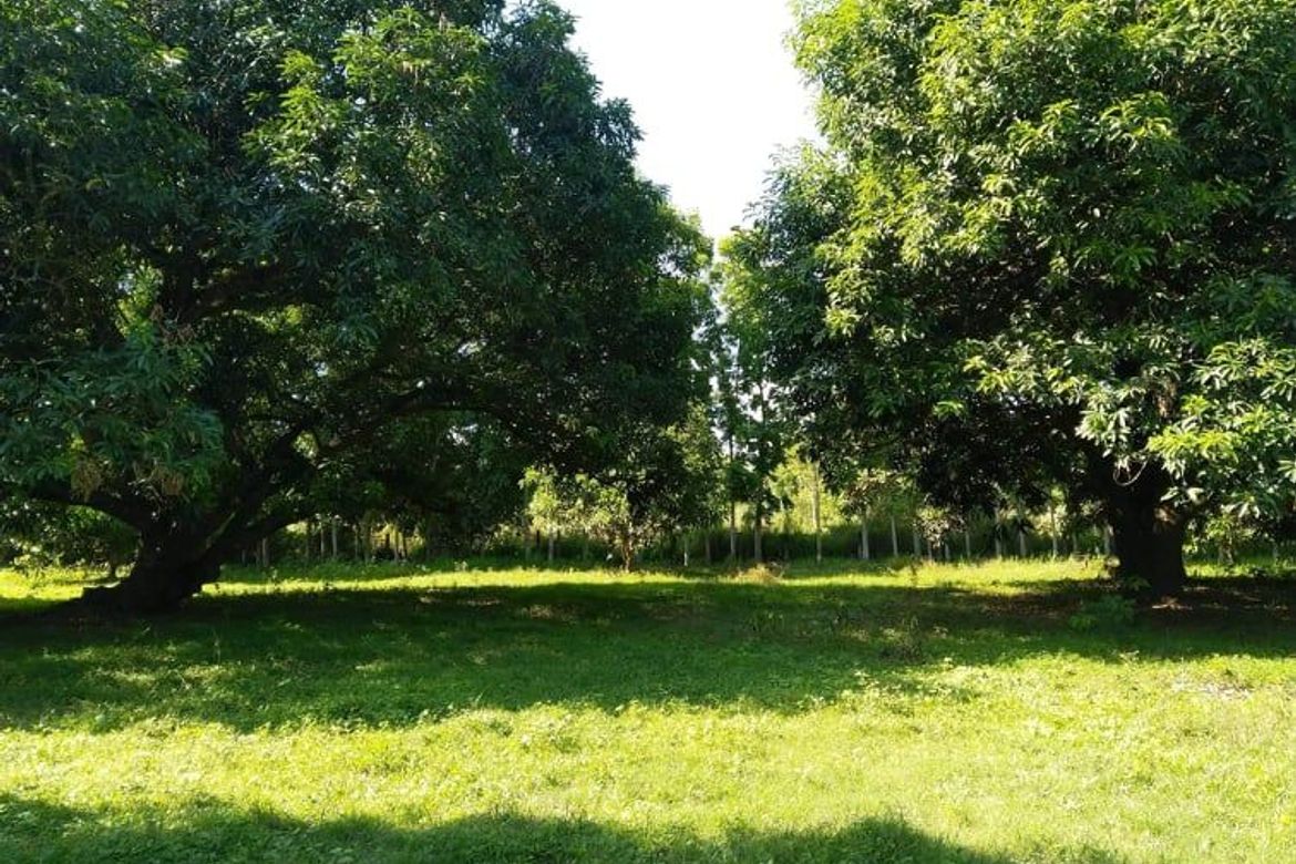 Land for Sale in Santa Cruz, Magalang, Pampanga