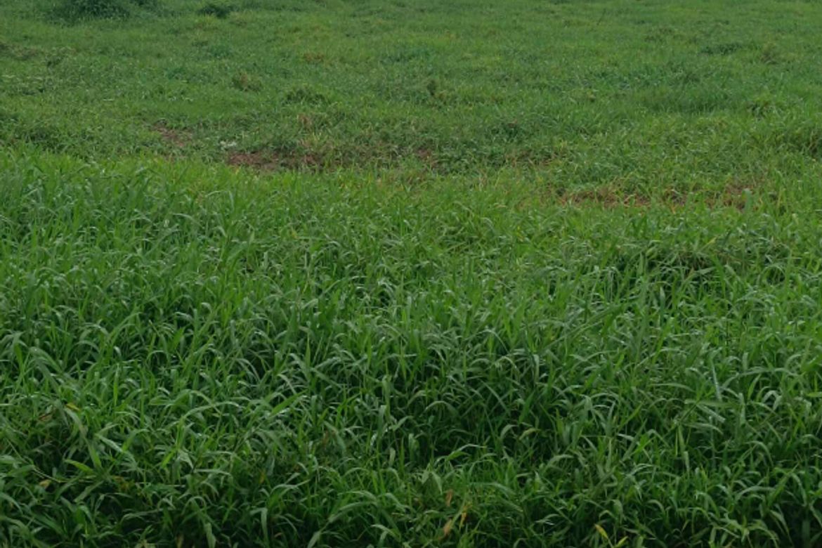 Land for Sale in Santa Cruz, Magalang, Pampanga – photo 3
