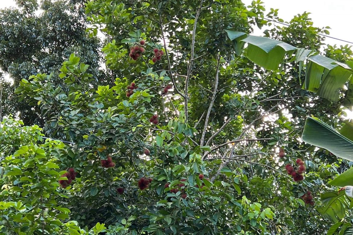 Land for Sale in Santa Cruz, San Pablo, Laguna – photo 4