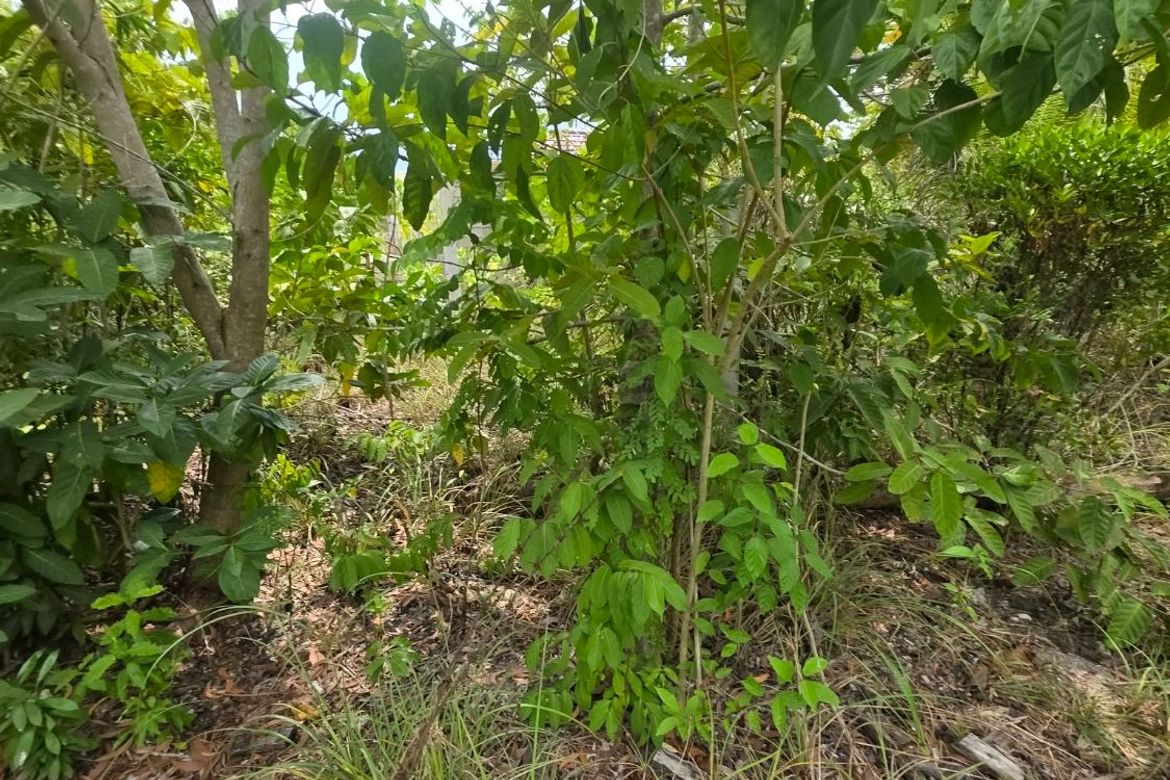 Land for Sale in Santa Fe, General Luna, Surigao del Norte – photo 5