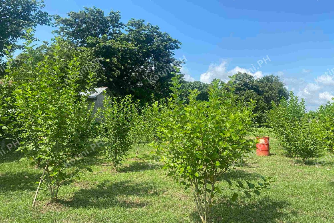 Land for Sale in Santa Ines, San Miguel, Bulacan – photo 2