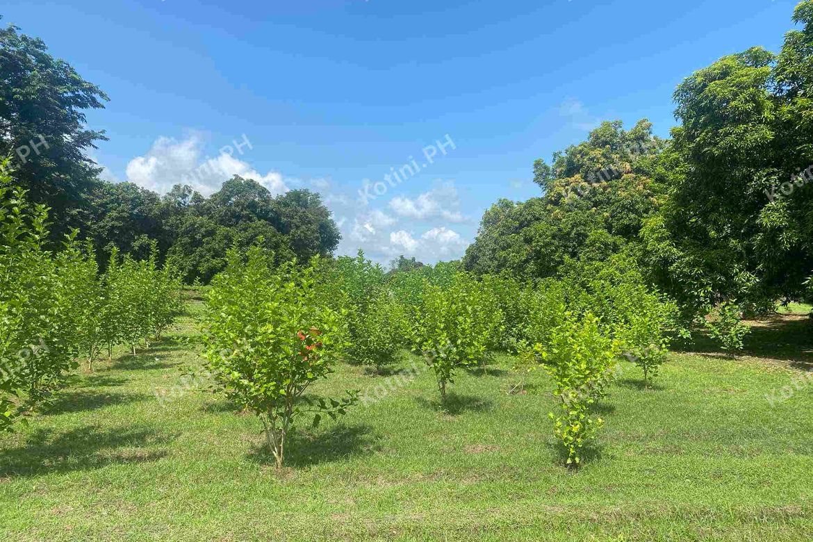 Land for Sale in Santa Ines, San Miguel, Bulacan – photo 3