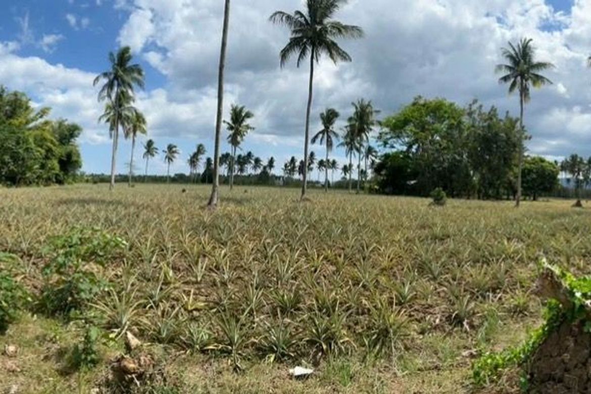Land for Sale in Santa Isabel, San Pablo, Laguna