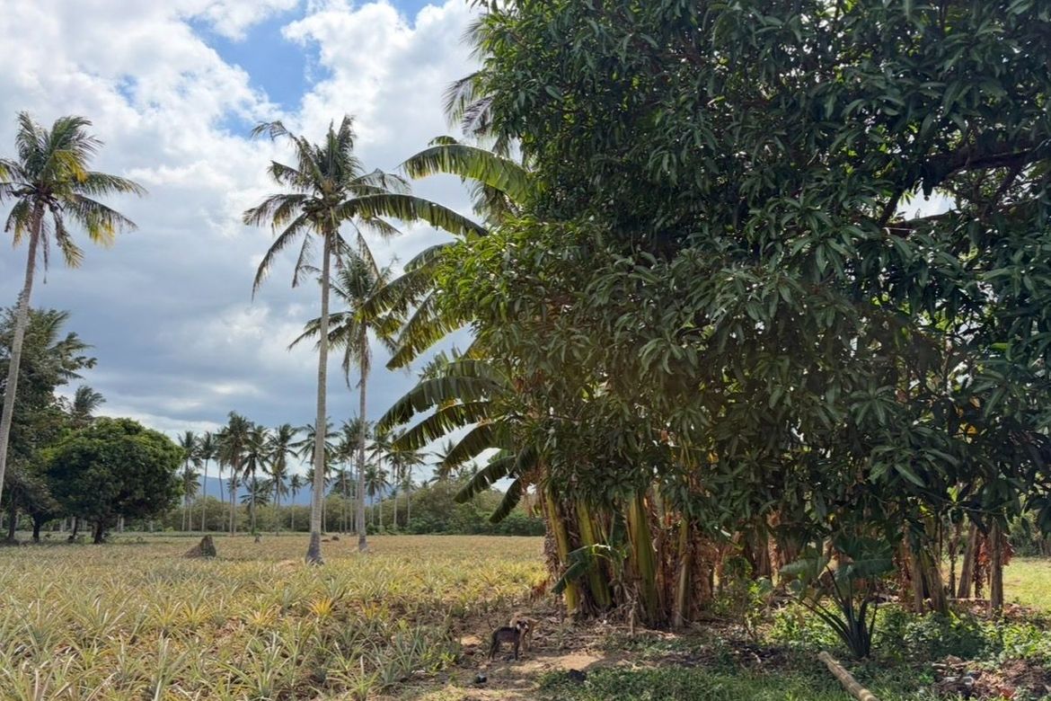 Land for Sale in Santa Isabel, San Pablo, Laguna – photo 2