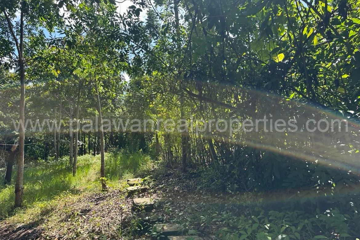 Land for Sale in Santa Monica, Puerto Princesa, Palawan – photo 4