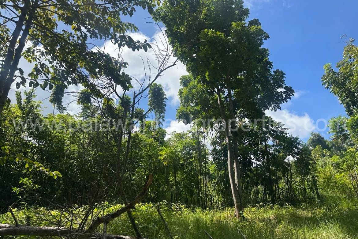Land for Sale in Santa Monica, Puerto Princesa, Palawan – photo 5