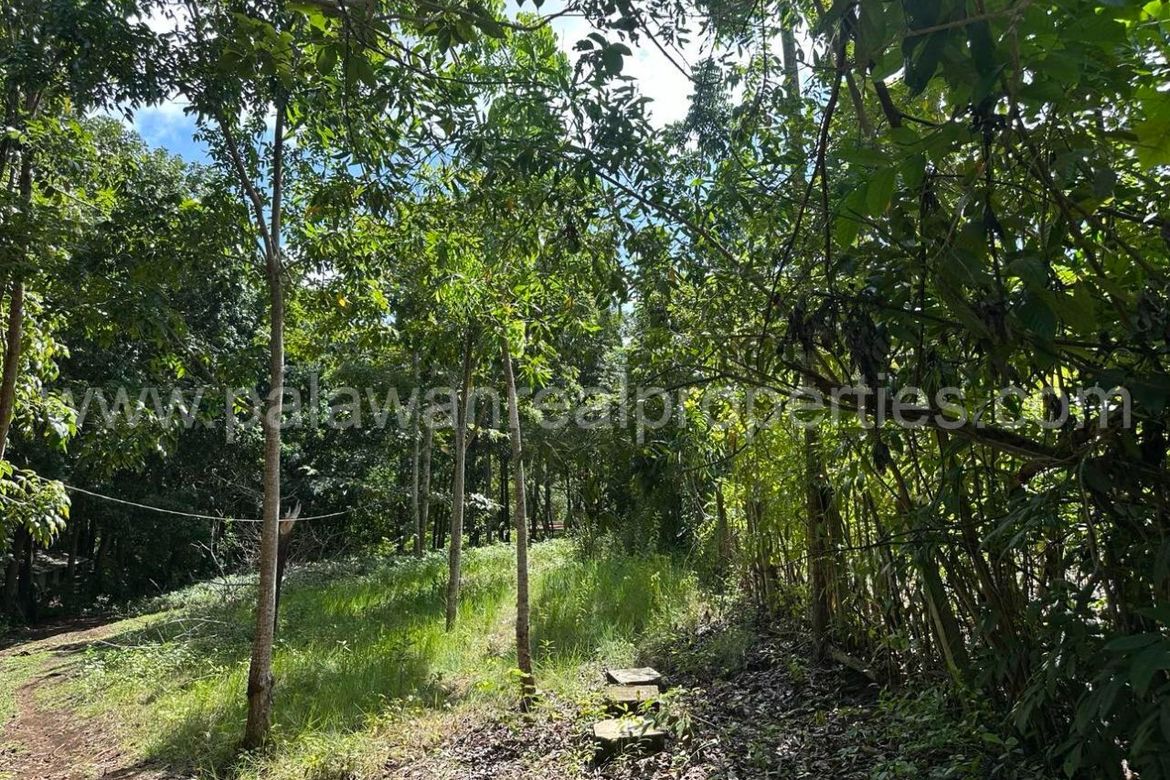 Land for Sale in Santa Monica, Puerto Princesa, Palawan – photo 7