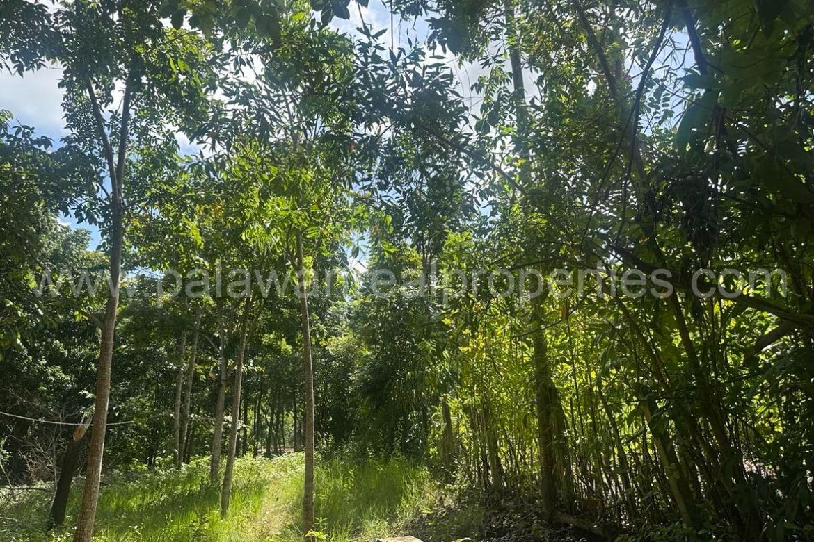 Land for Sale in Santa Monica, Puerto Princesa, Palawan – photo 8
