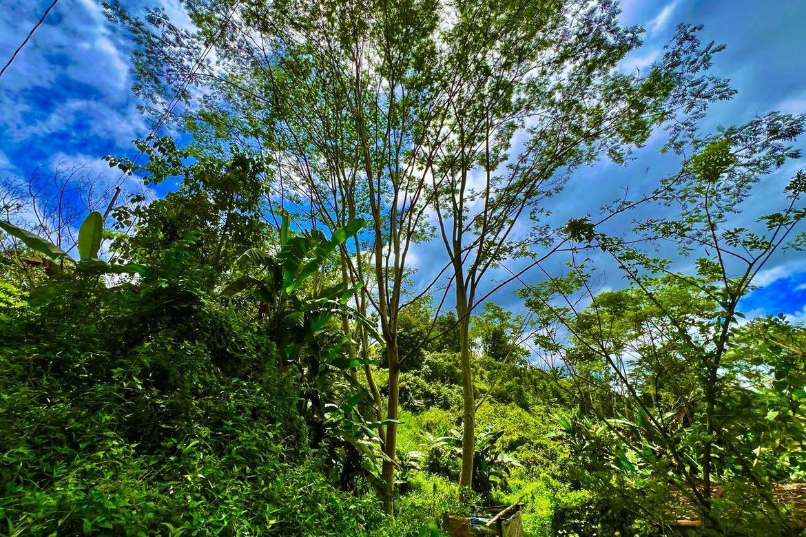 Land for Sale in Santiago, Manolo Fortich, Bukidnon – photo 4