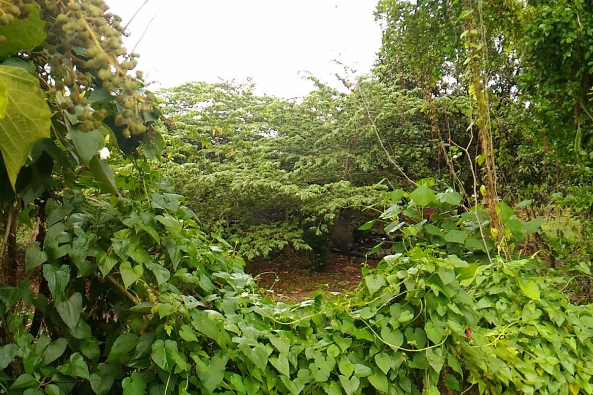 Land for Sale in Santiago, Santo Tomas, Batangas