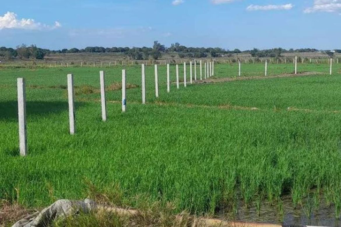 Land for Sale in Santo Domingo 2nd, Capas, Tarlac – photo 3