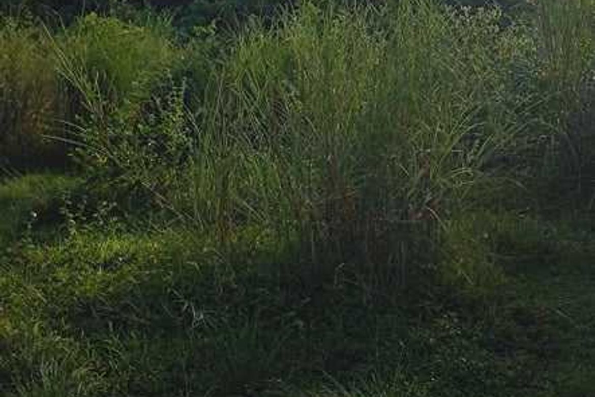 Land for Sale in Sapang Dayap, San Ildefonso, Bulacan – photo 2