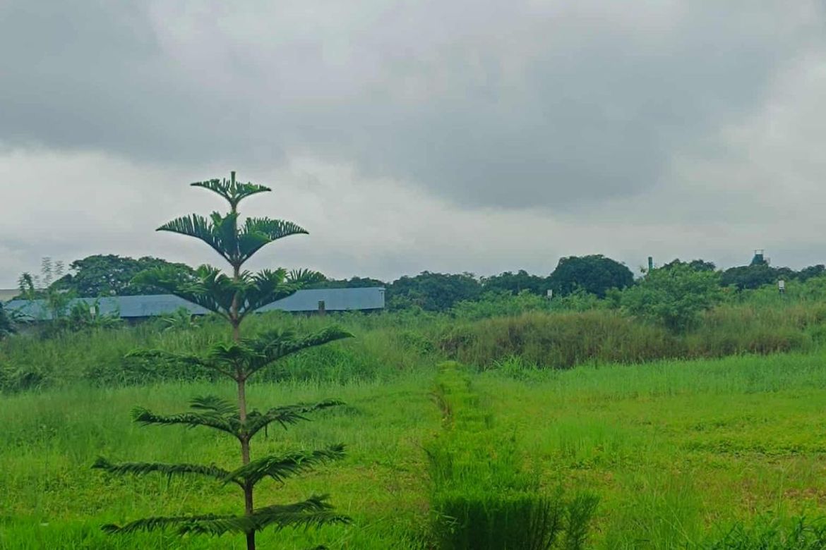 Land for Sale in Sapang Maragul, Tarlac, Tarlac – photo 2
