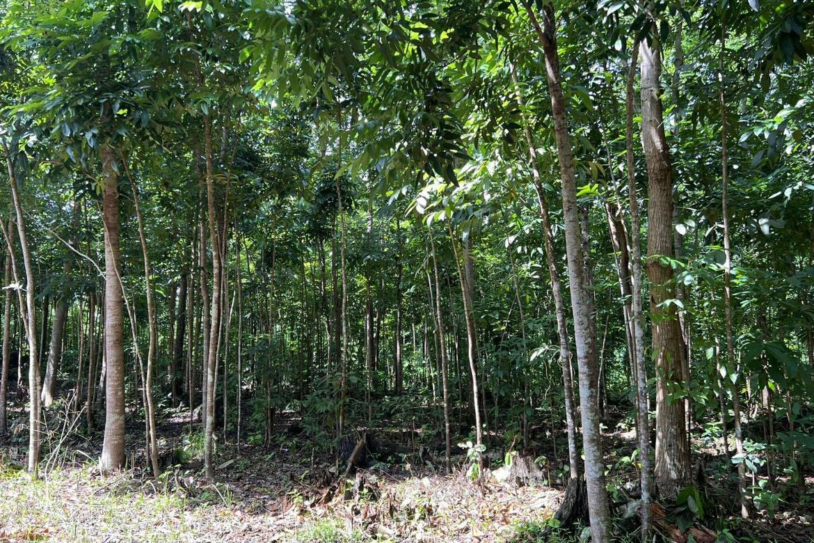 Land for Sale in Sawang, Sibutad, Zamboanga del Norte – photo 2