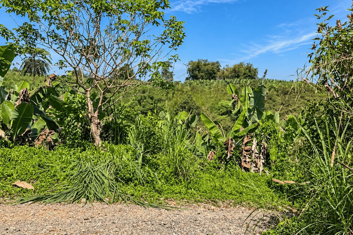 Land for Sale in Sil-Ipon, Libona, Bukidnon – photo 8