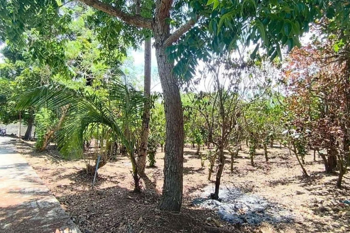 Land for Sale in Sinaliw Malaki, Alfonso, Cavite – photo 2