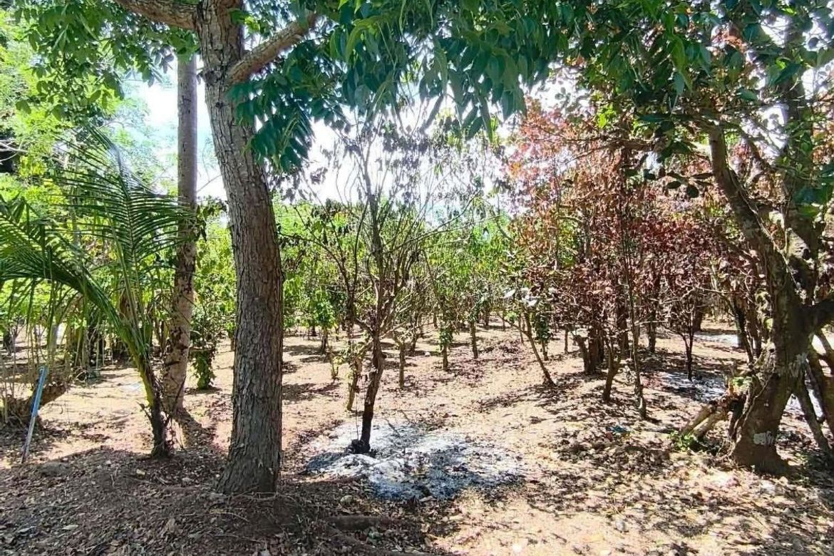 Land for Sale in Sinaliw Malaki, Alfonso, Cavite – photo 5