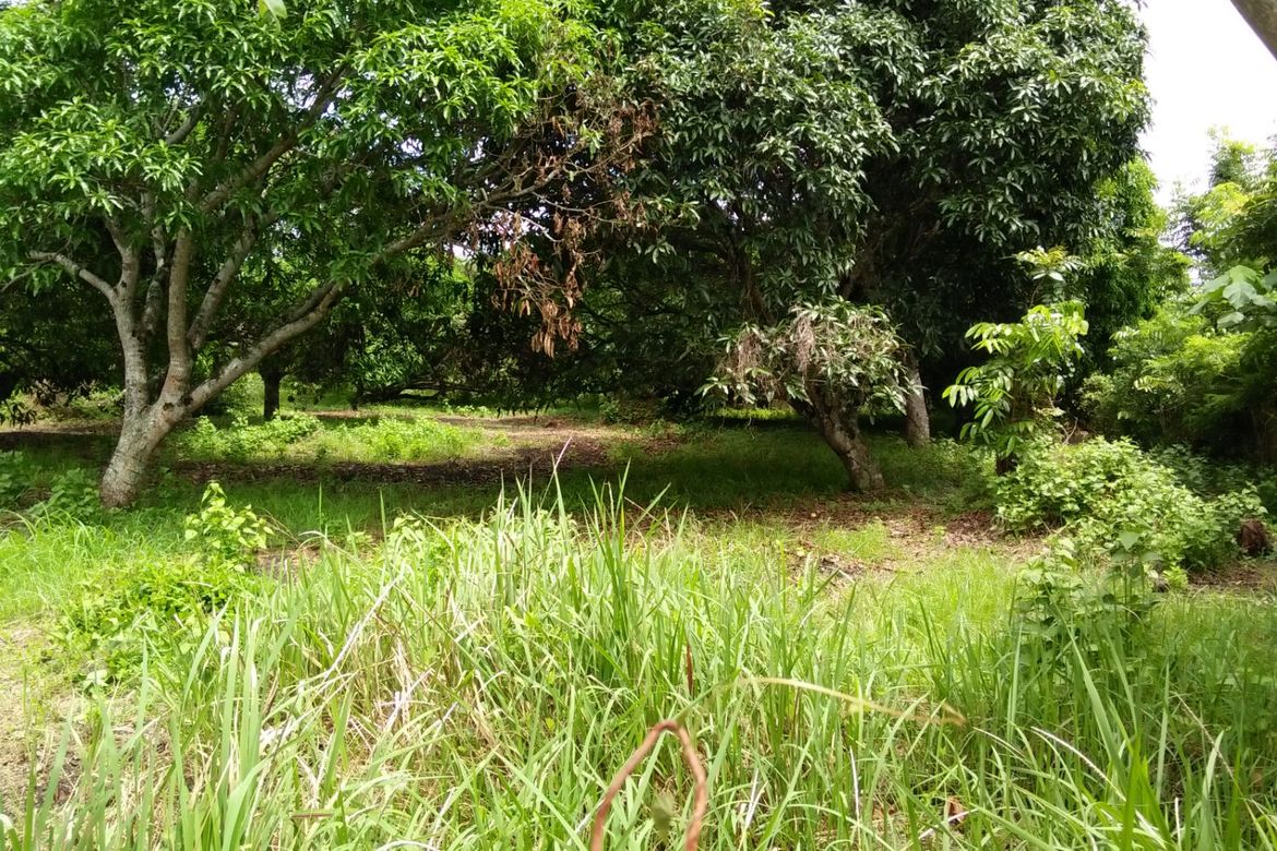 Land for Sale in Sinuagan, Pototan, Iloilo – photo 2