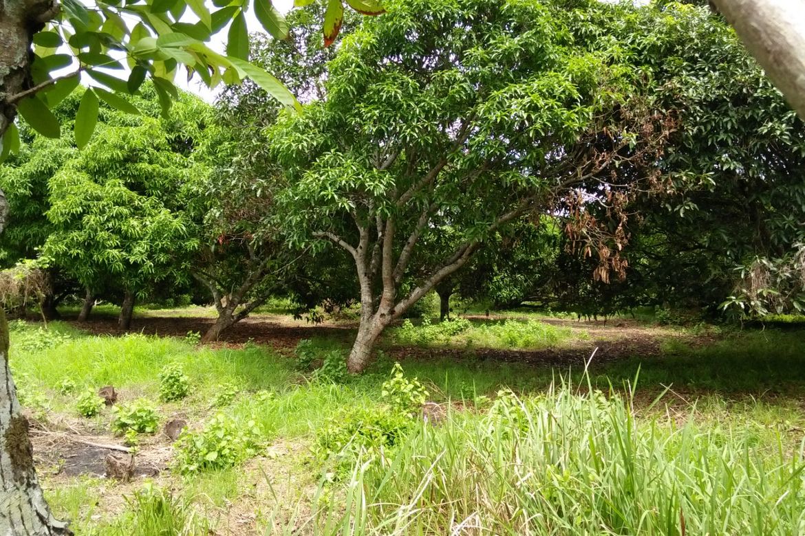 Land for Sale in Sinuagan, Pototan, Iloilo – photo 3