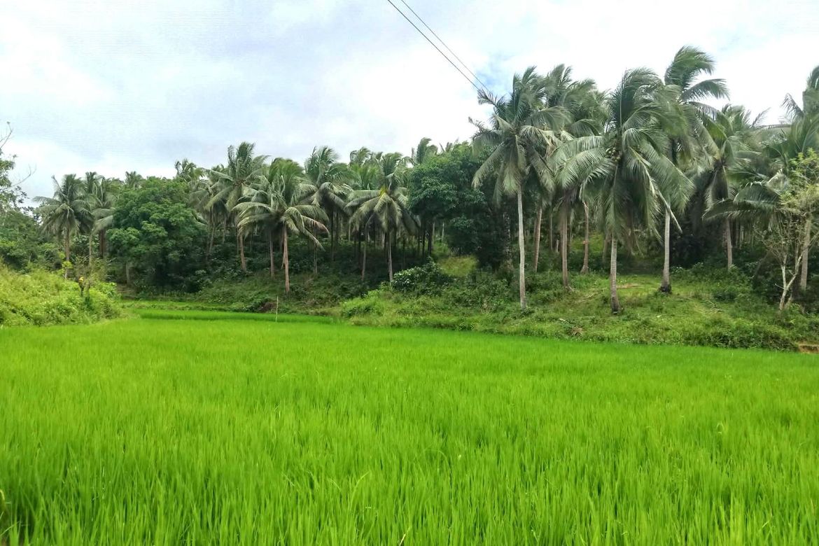 Land for Sale in Sinuknipan I, Del Gallego, Camarines Sur
